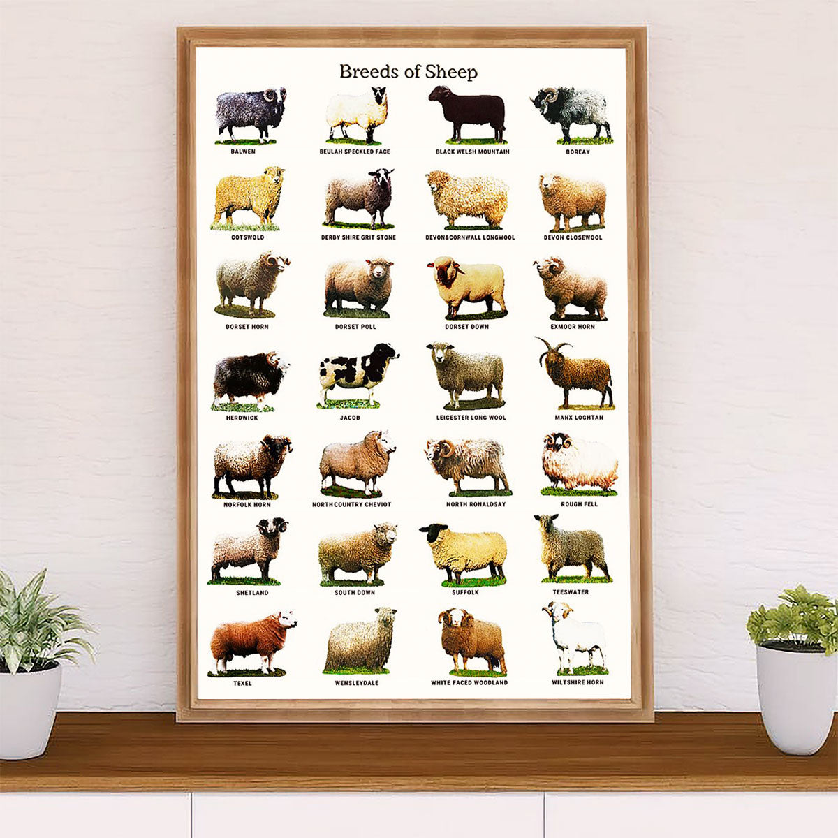 Farming Poster Prints | Breeds of Sheep | Wall Art Gift for Farmer