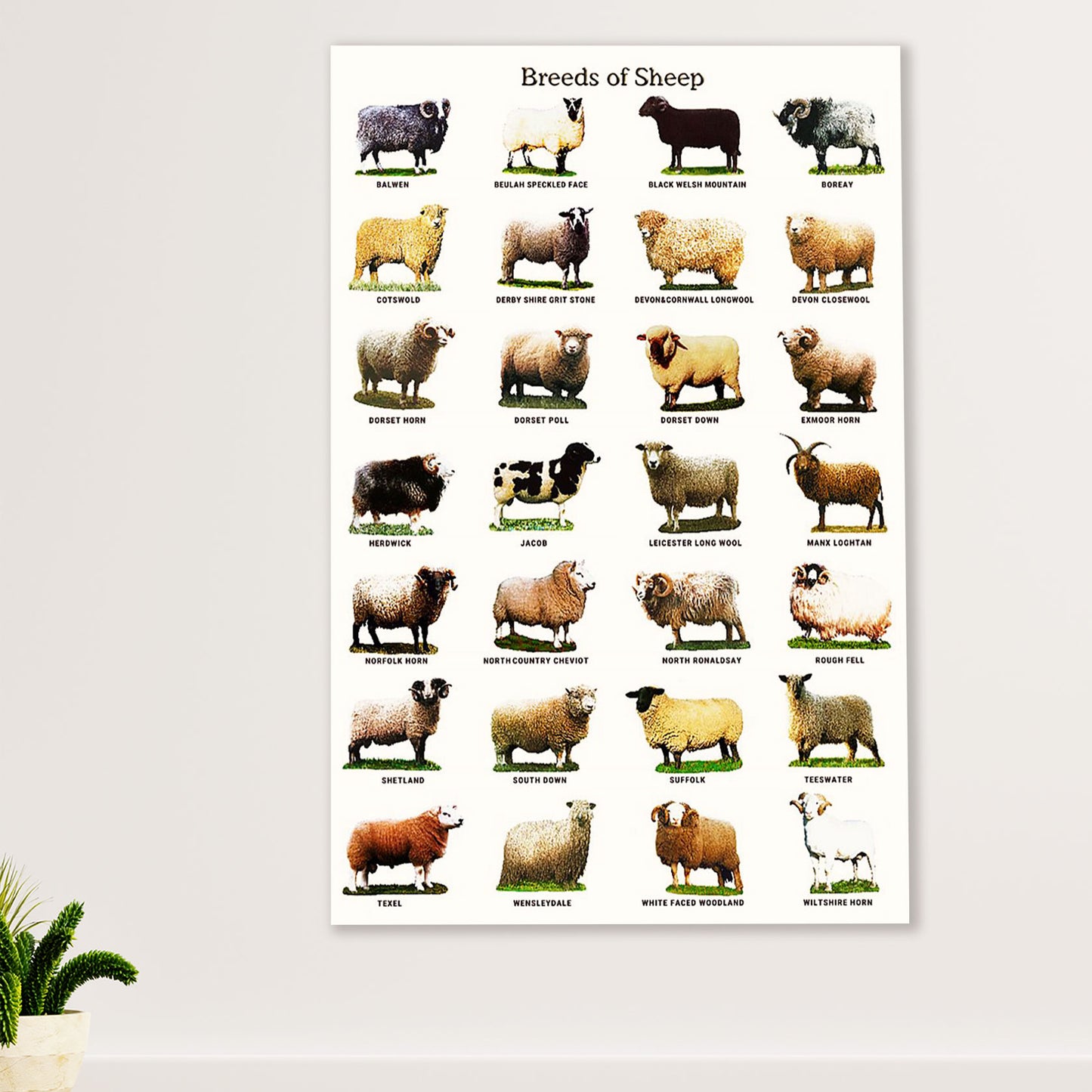 Farming Poster Prints | Breeds of Sheep | Wall Art Gift for Farmer