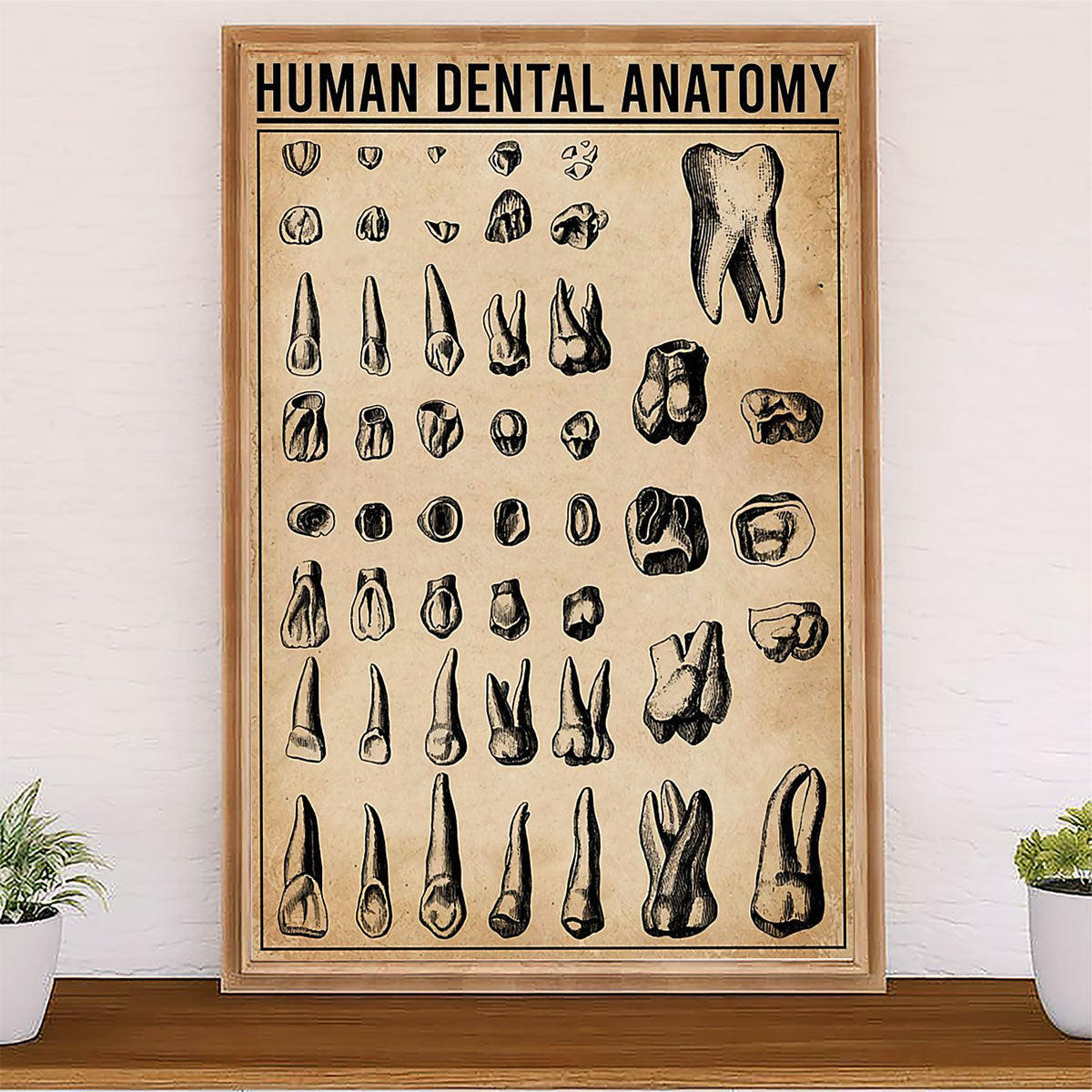 Dental Poster Human Dental Anatomy | Wall Art Gift for Dentist