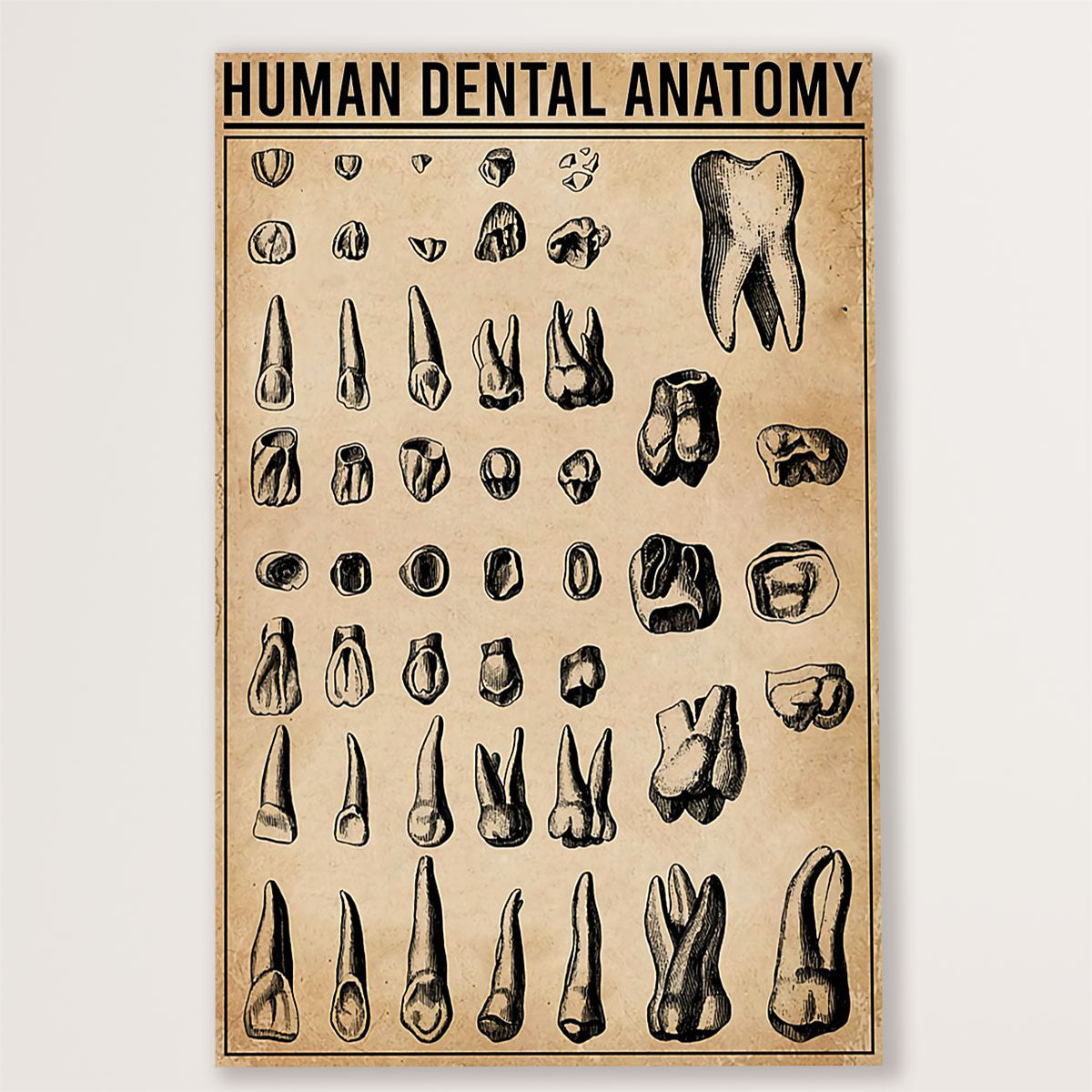 Dental Canvas Human Dental Anatomy | Wall Art Gift for Dentist