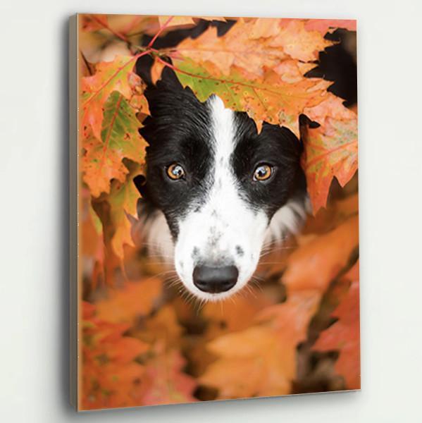 Border Collie Dog Canvas Prints Matte Canvas - Home Room Wall Decor Matte Canvas - Mostsuit