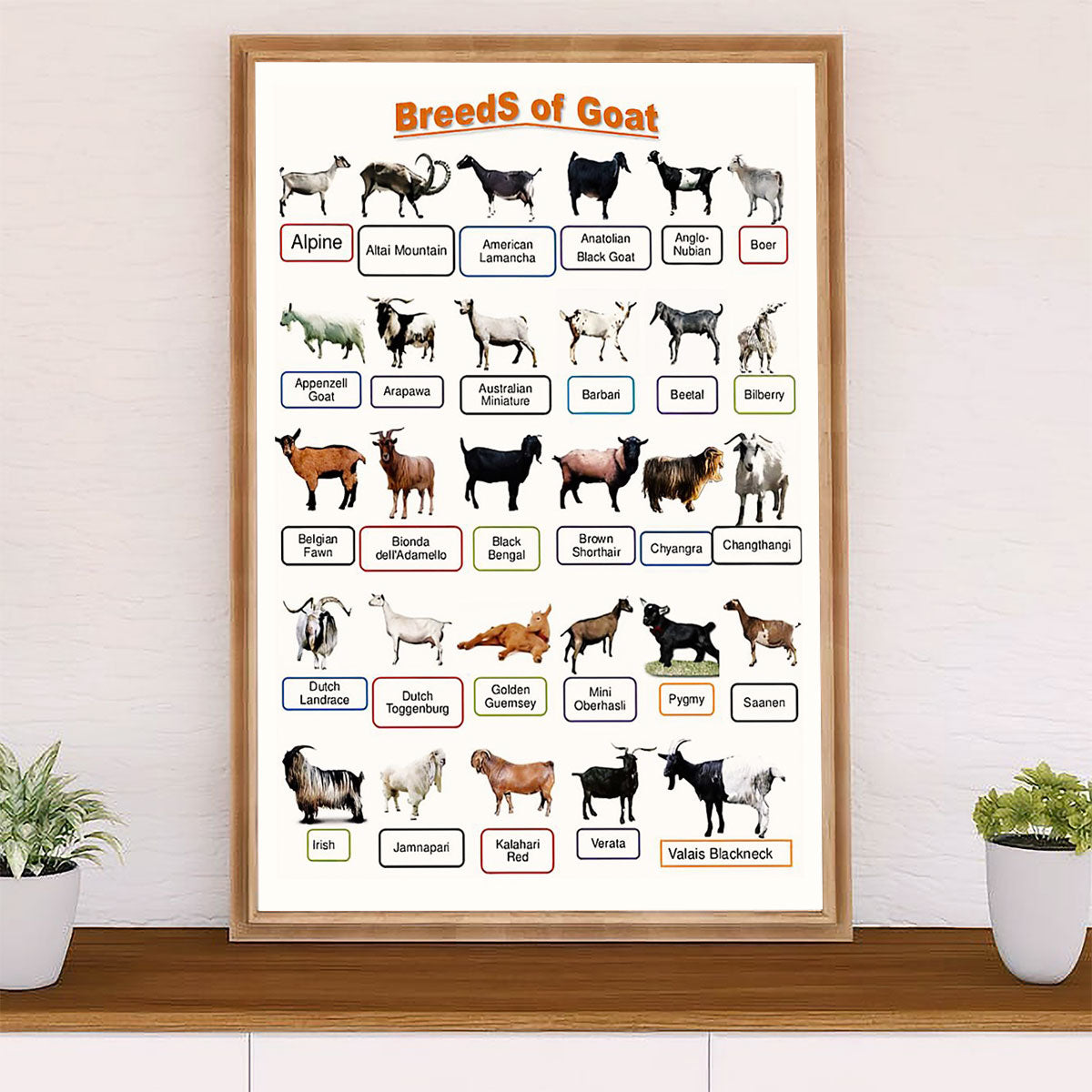 Farming Poster Prints | Breeds of Goat | Wall Art Gift for Farmer