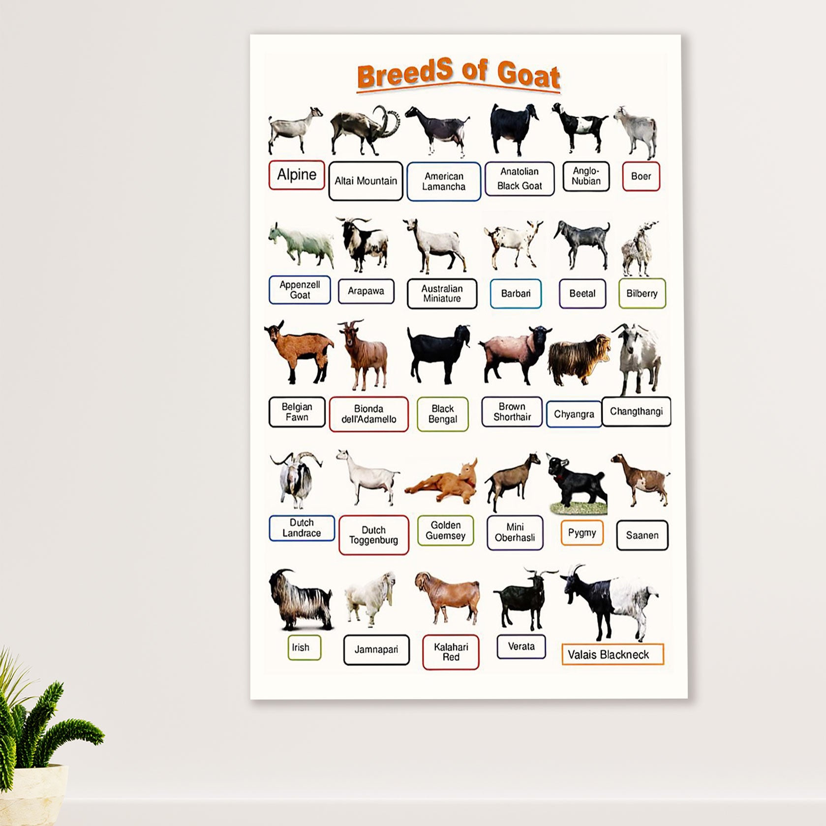 Farming Poster Prints | Breeds of Goat | Wall Art Gift for Farmer