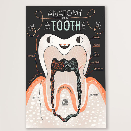Dental Canvas Anatomy Of A Tooth | Wall Art Gift for Dentist